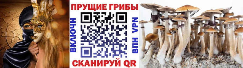 Галлюциногенные грибы Psilocybe  Агрыз 